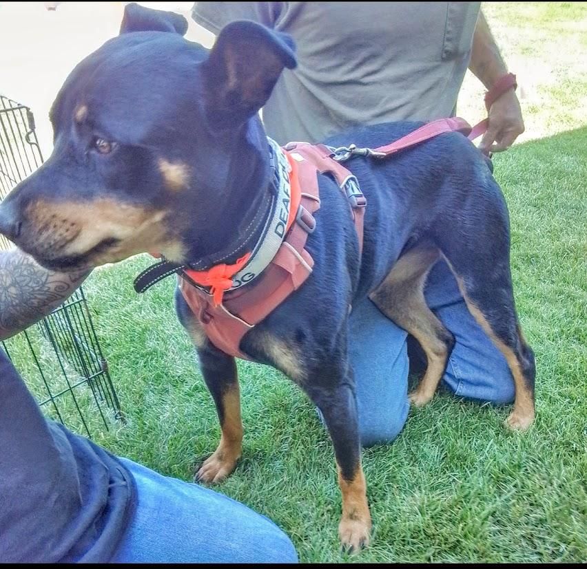 Kila is a Young Rottweiler  described as: Affectionate, Athletic and Brave