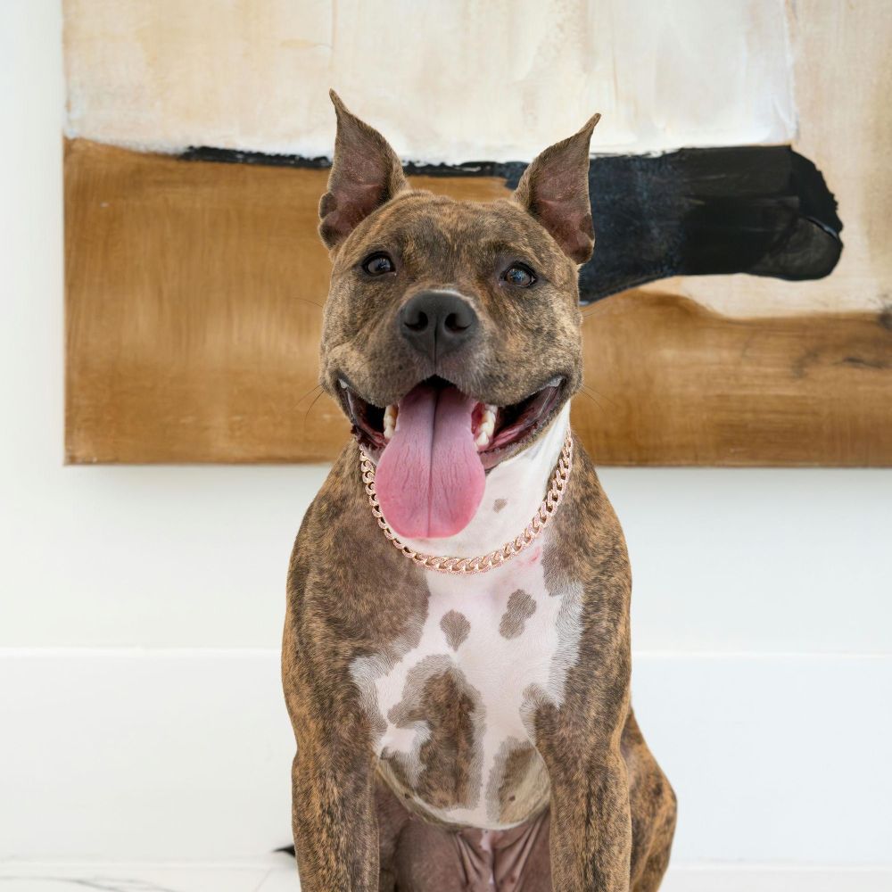 Naala is a Baby Boxer mix described as: Affectionate, Friendly, Playful and Couch