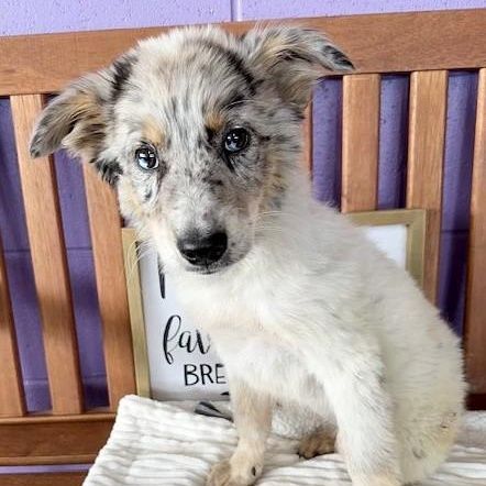 **Flower** is a Baby Australian Shepherd mix