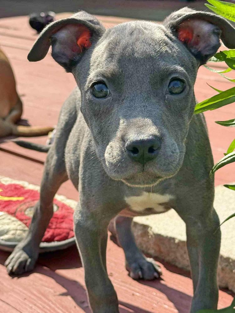 Luna is a Baby Pit Bull Terrier  described as: Affectionate, Couch, Curious, Friendly, Gentle, Loves, Loyal and Smart