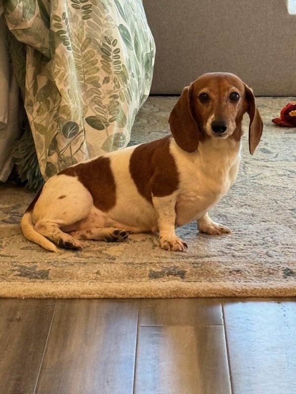 Evie is a Adult Dachshund 