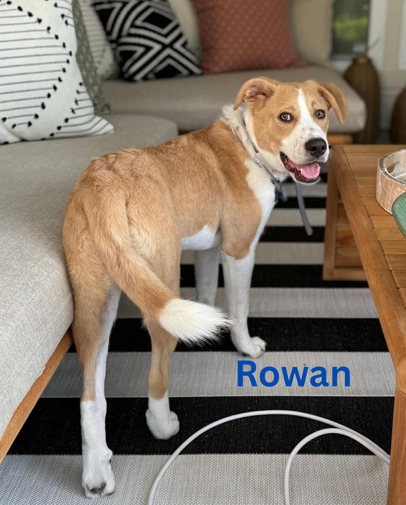 Rowan is a Young Australian Shepherd mix described as: Affectionate, Playful, Friendly and Athletic