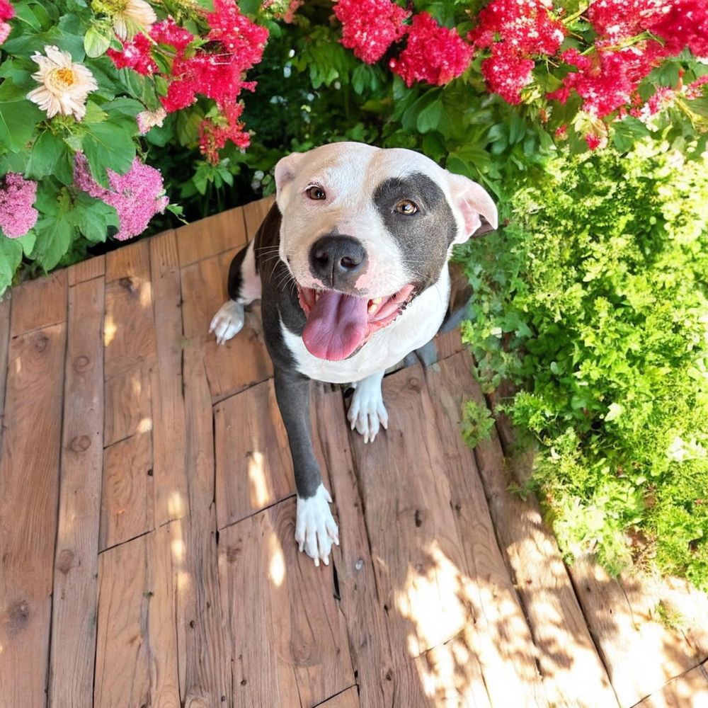 Nova is a Adult Pit Bull Terrier mix described as: Affectionate, Friendly, Funny, Playful, Loves and Smart