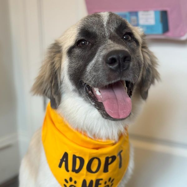 Poppi is a Young Anatolian Shepherd mix
