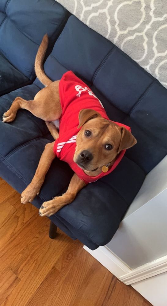 Rocky is a Adult Pit Bull Terrier mix