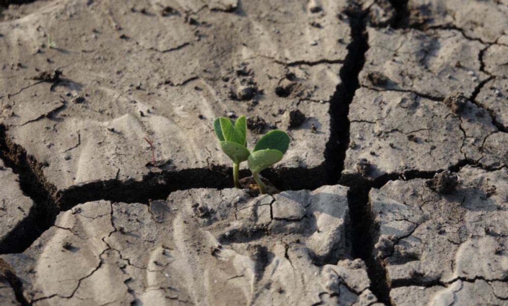 “Ecoansiedad”, el costo del cambio climático en la salud mental