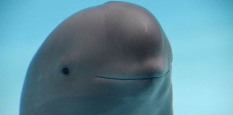 close da cara de um golfinho meio 😐