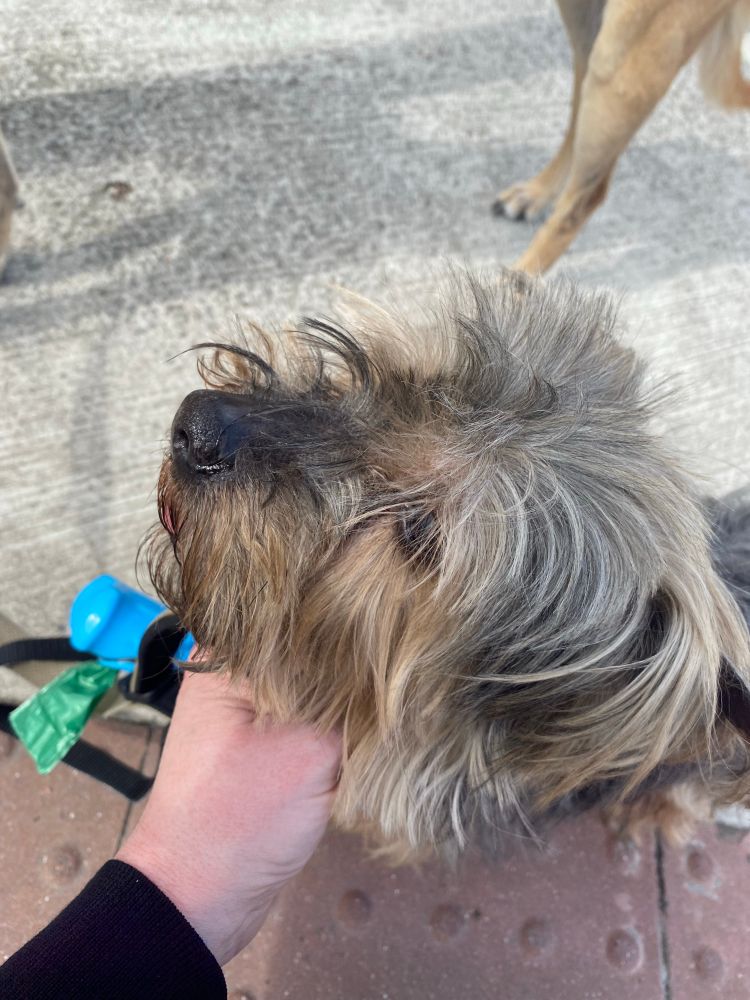 Black and brown Yorkshire terrier