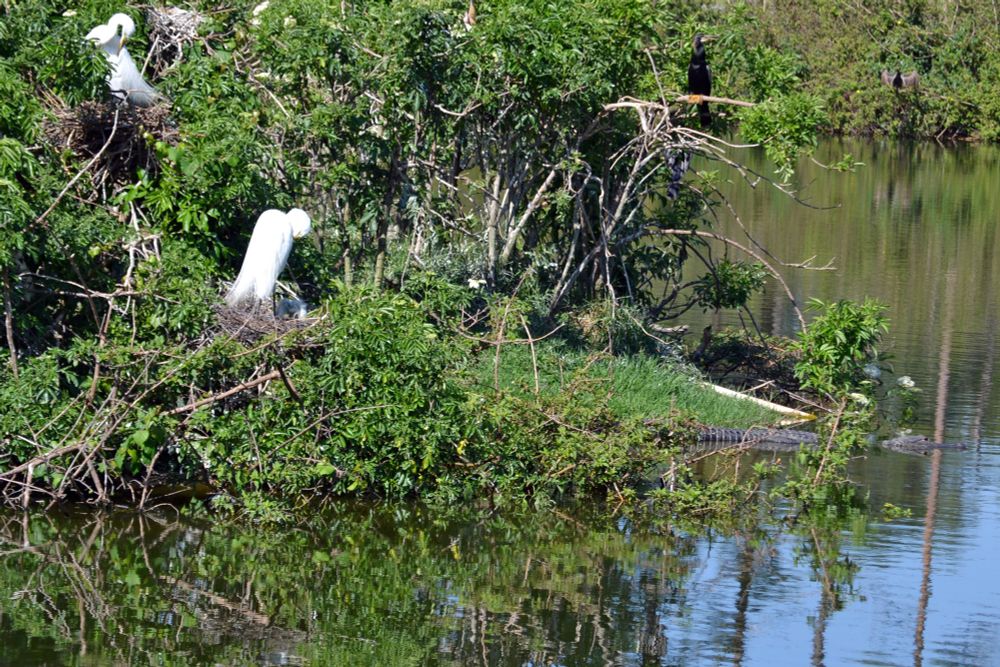 Great Egret on nest with two nestlings. Look closely at edge of island.