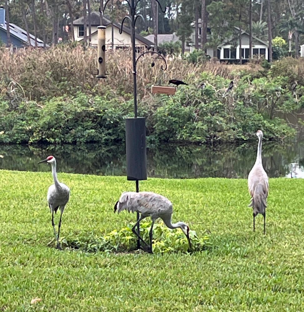 Three Sandhill Cranes eating spillage beneath bird feeders. Red-winged blackbird eating at the platform feeder after noisily protesting the crane's visit.