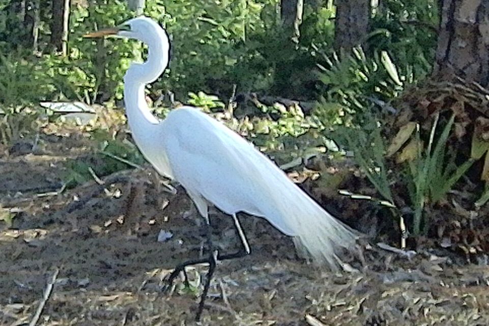 Great Egret in breeding plumage looking for nesting materials 