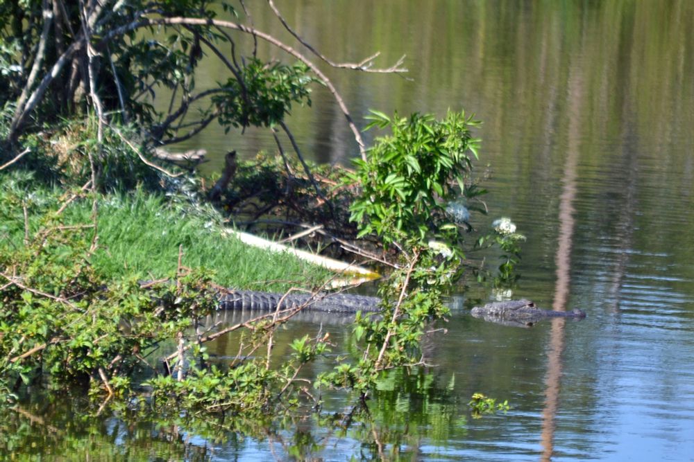 Closeup of island and water to right of nesting egret and chicks showing alligator guarding the nesting birds.