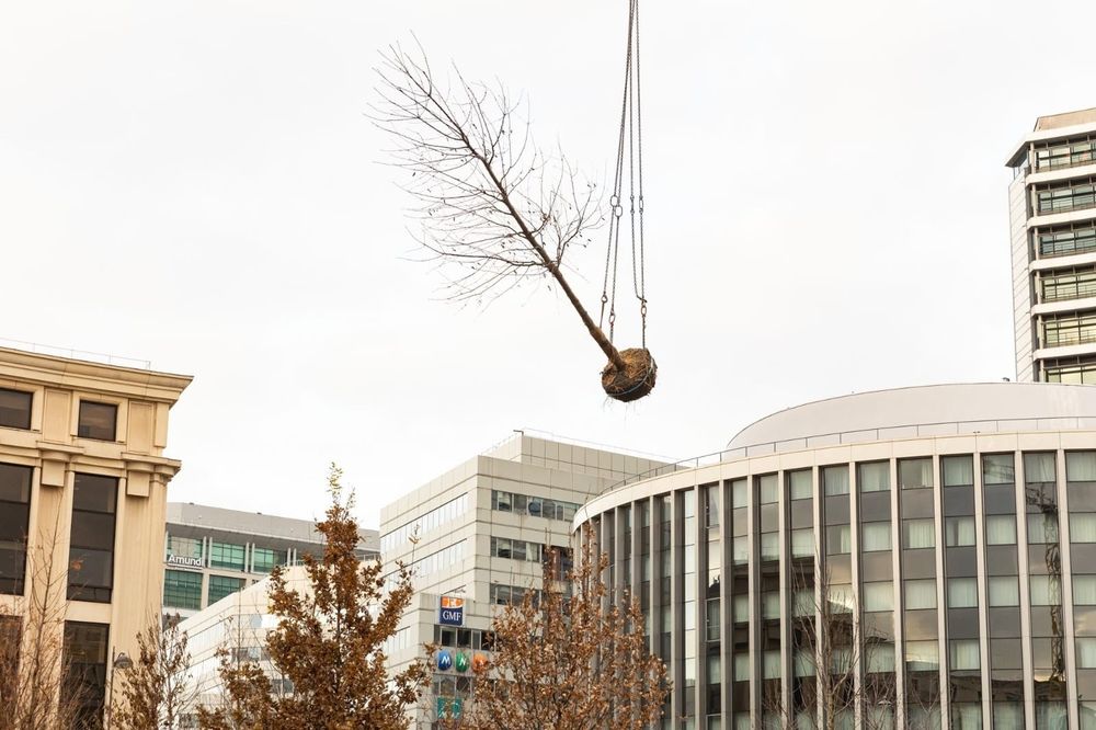 Un arbre est en train d'être transporté en l'air par une grue.
Crédit : Guillaume Bontemps / Ville de Paris