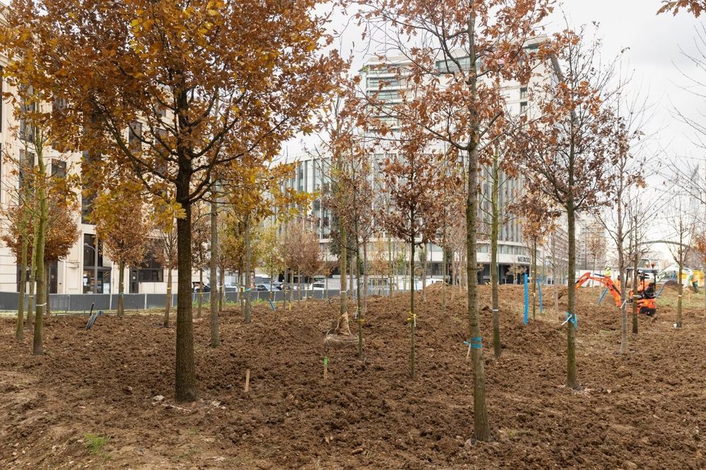 Place de Catalogne où est en train d'être planté une forêt urbaine. On voit au premier plan de nombreux arbres et de la terre.
Crédit : Guillaume Bontemps / Ville de Paris