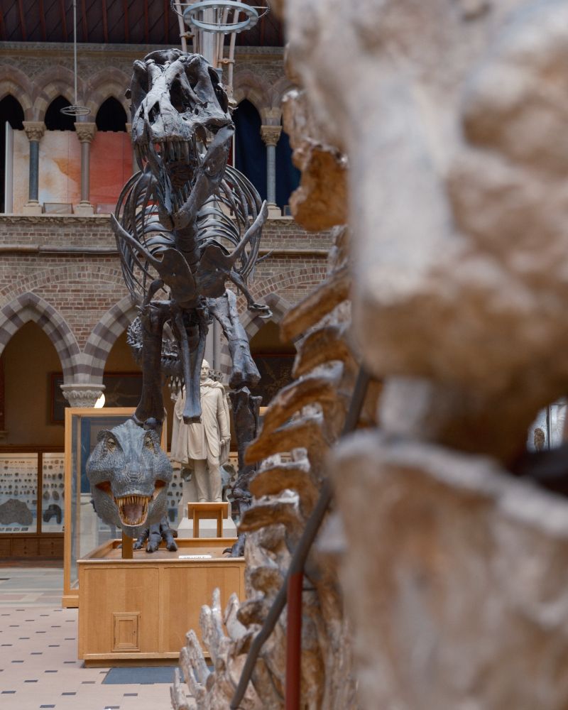 T-Rex skeleton at the Museum of Natural History.