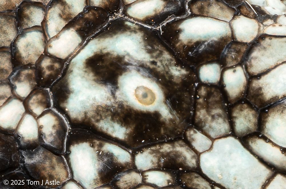 An extreme closeup photo looking down at the top of a lizard's head (a crop of the other photo in this post). In the center smooth scale is an oval dot, amber colored with a central spot; this is the parietal eye, a third eye not for image-forming but used to sense day-night cycles.