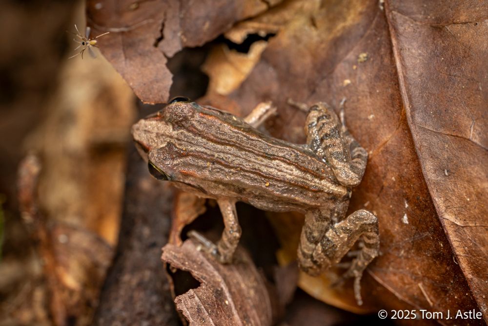 A closeup photo on dead leaves on the forest floor, where a brown, mottled, well-camouflaged frog, seen from above, looks at a tiny midge/gnat/fly which is in mid-flight right in front of the frog.