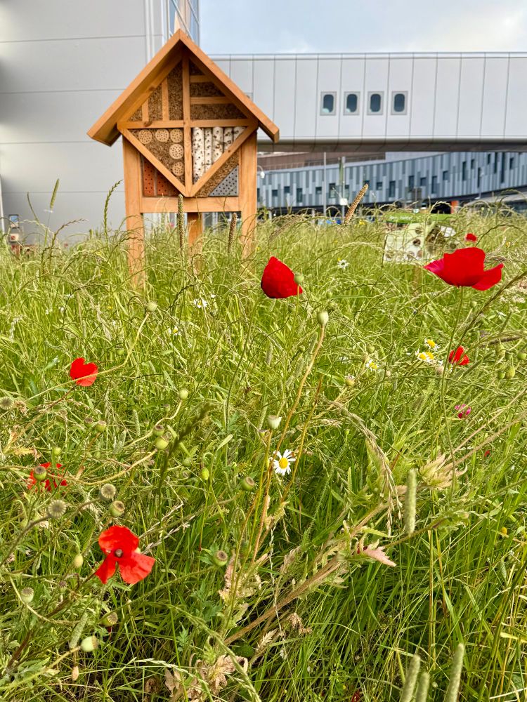 A photo, vertical orientation, of a patch of tall meadow grass with red poppies and a few smaller flowers growing in it. In the upper third is a wooden bee house, a sign-like structure with many straw like tubes and pieces of wood with holes drilled in them for native bees to use. In the far background are buildings of the Edinburgh airport. 