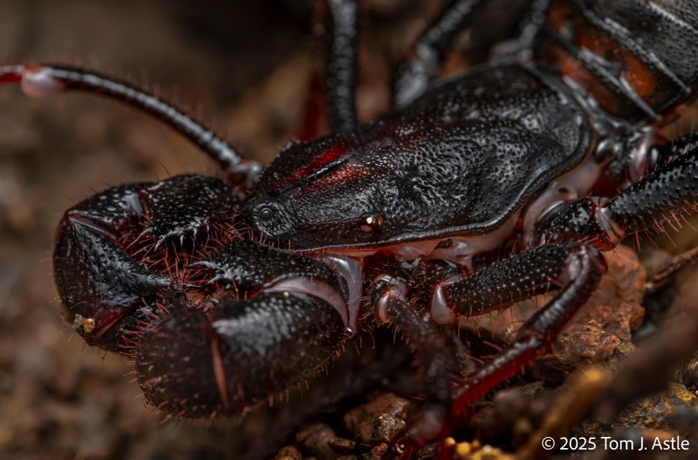 A macro portrait, three-quarter profile, of the cephalothorax and partial abdomen and legs of a vinegaroon, a non-venomous arachnid that looks a bit like a mashup of a scorpion and a lobster. It is almost black with deep maroon highlights on the body and red-orange sparse hairs on the legs and thick, armored front claws (modified pedipalps). The photo is at night, and the surface of the vinegaroon is shiny from the damp conditions.