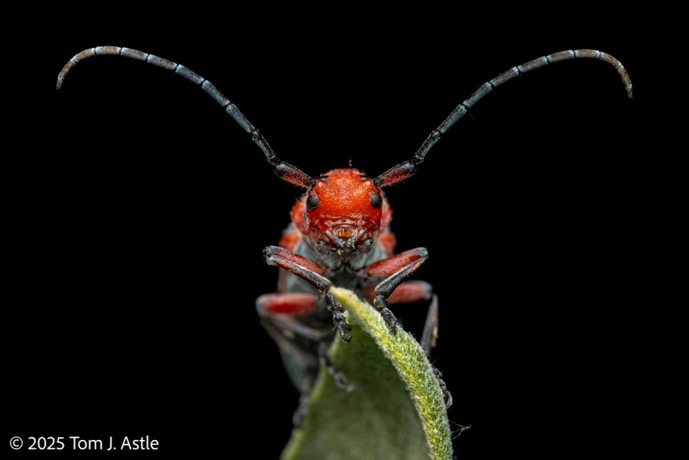 A macro photo looking into the face of a vibrant red-orange longhorn beetle perched on the tip of a fuzzy leaf against a pure black background. The beetle has long, curved, dark antennae and black eyes.