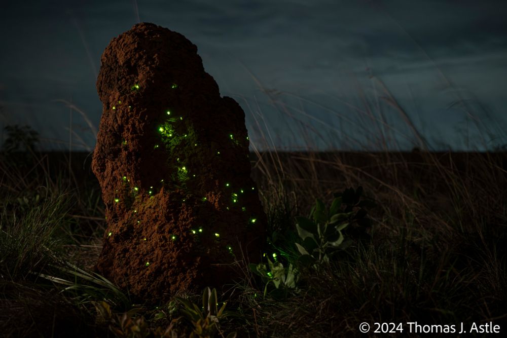 A photo at night of a tall termite mound on a grassland. The cloudy sky is faintly blue in the background. The termite mound is dotted with a few dozen green pinpoints of light, all from tiny bioluminescent click beetle larvae living in the mound's surface, giving the termite mound the appearance of lumpy, red-dirt Christmas tree.