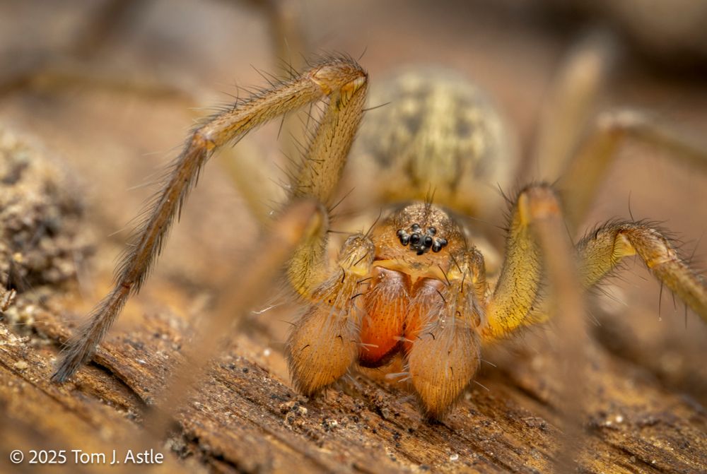 A macro photo looking into the face of a pale yellowish spider with orange chelicerae (the mouthparts that end in fangs). The spider is atop a piece of old, dry wood. You can tell it's a male spider by his palps (aka pedipalps), the jointed appendages on either side of the chelicerae. In almost-mature and mature males, the palps have a swollen, 