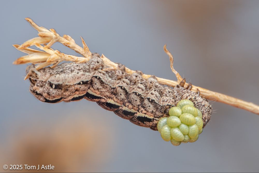 A macro photo of caterpillar clinging to the underside of a thin brown plant stem against a pale blue sky. The caterpillar is cryptically colored gray, black and orange-brown. There is a cluster of what look like more than a dozen tiny green grapes, but which are actually parasitoid wasp larvae, attached to the back of the caterpillar near the head.