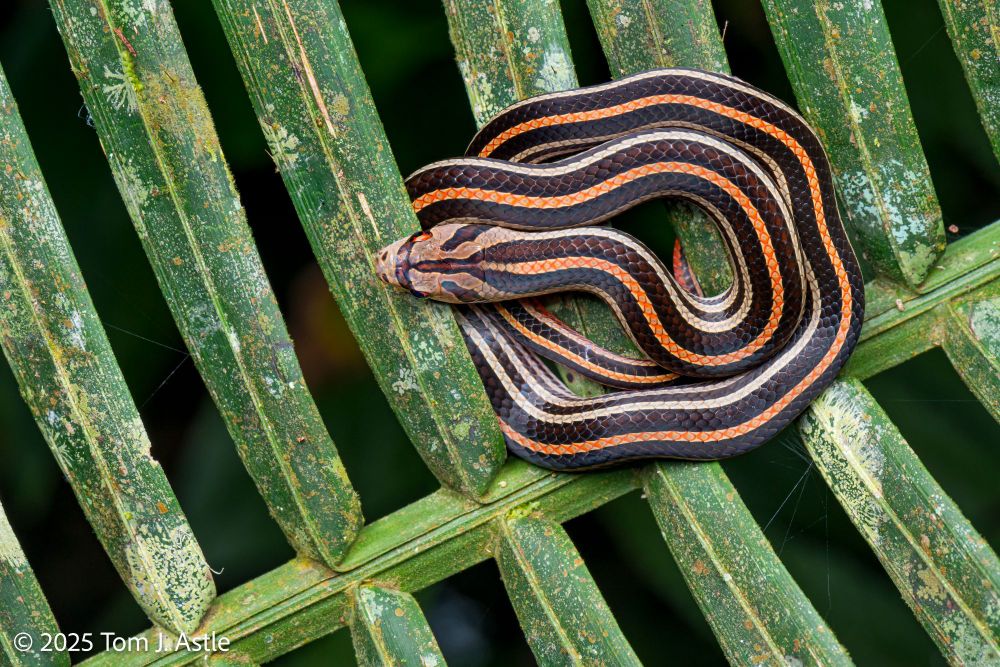A photo looking down at a colorful snake coiled up atop a palm-like plant frond. The snake is coiled in the upper third of the frame in a flat circle, and has a bright orange dorsal stripe and white side stripes against a glossy dark brown background. The snake's curled shape contrasts with the straight central rib of the plant (running diagonally up from the lower left) and its also-straight, perpendicular frond branches.