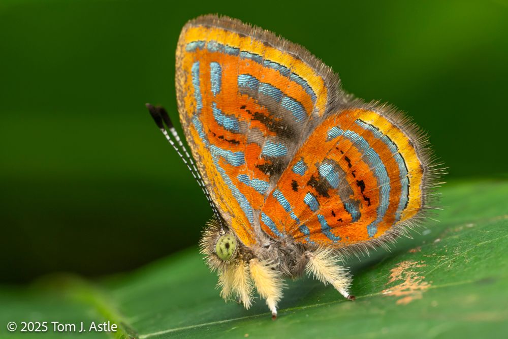 A macro photo, side view, of a little butterfly perched on a green leaf. The butterfly has pale green eyes with black speckles, legs covered in thick yellow fuzzy hair, and orange wings sprinkled with metallic light blue bands and patches. It is very cute.