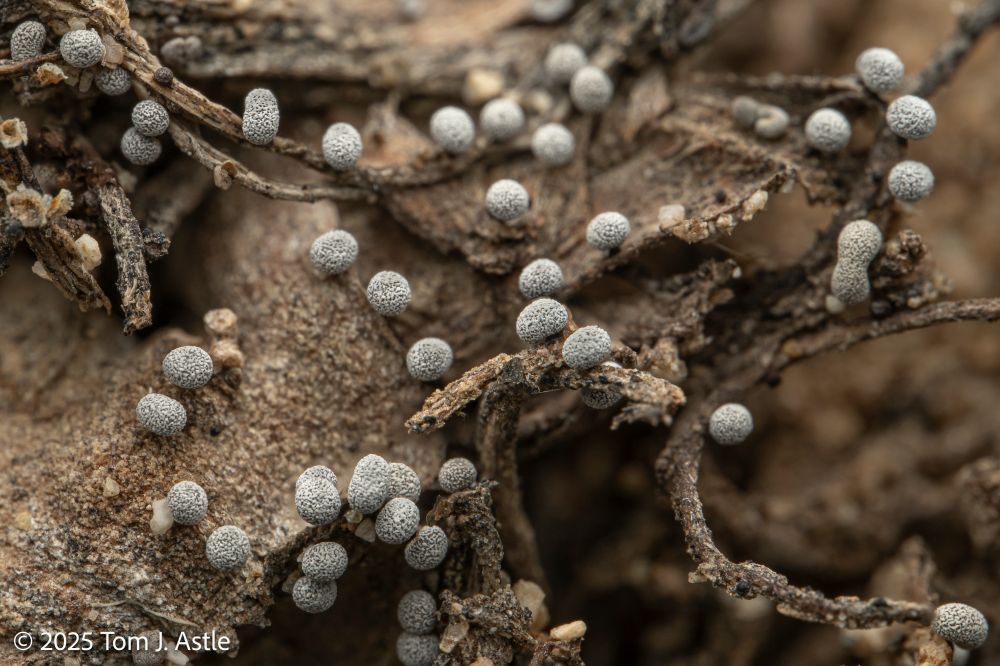 A closeup photo of decaying wood, covered with many small, white, round, gumdrop-looking growths, perhaps the fruiting bodies of a sort of fungus.