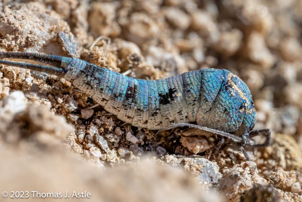 Macro image of a metallic blue jumping bristletail on sand in Joshua Tree National Park