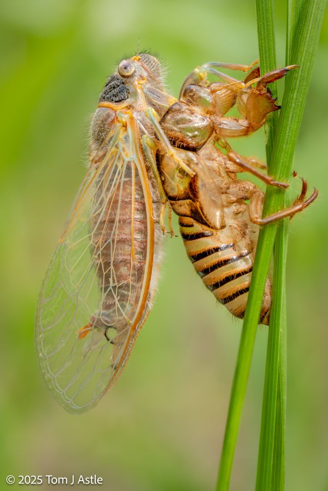 A photo, vertical orientation, of a just-emerged cicada still clinging to its shed nymphal skin. The cicada is clinging to three vertical grass stems, and out of focus greenery is in the background. The cicada is mostly brown/orange, but there are a few pale green highlights on the wing veins, indicating it still has its teneral, or just-molted colors, and will darken as the new exoskeleton hardens.