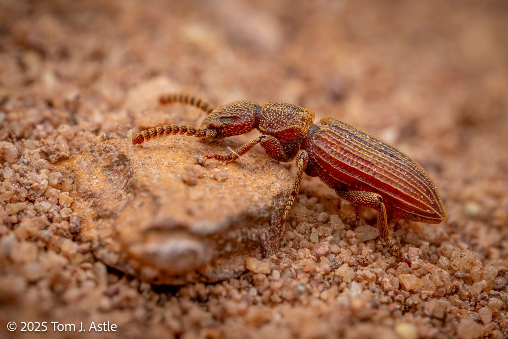 A macro photo, at ground level on orange desert sand, of a brownish-orange beetle. The beetle is rough textured, with strongly grooved elytra (the hard, beetle-y wing covers), and is covered in small short light orange hairs. Its compound eyes are small and tucked into a groove in the side of the head.