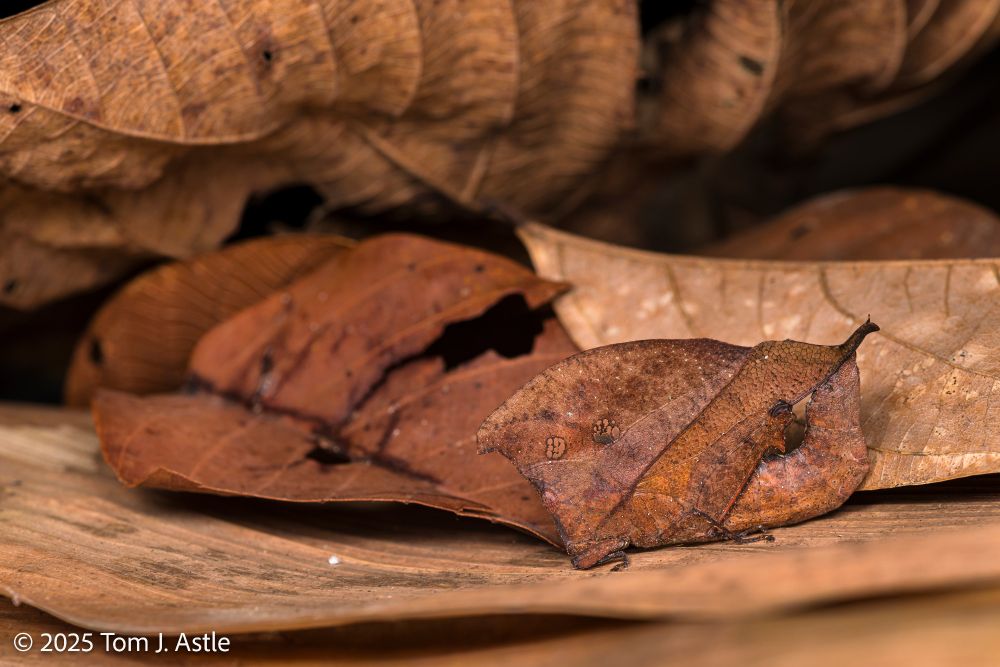A photo of what at first looks like a pile of dead brown leaves, but upon closer inspection is a pile of dead brown leaves and a grasshopper that is astonishingly camouflaged as a dead brown leaf. Its body is flattened with a crest to create the leaf shape; the end of the wings even has a projection that looks like the leaf stem. The abdomen tip curls up to meet it to help the deception. The grasshopper has markings that look like leaf veins, and a couple of what look like rotted holes in a leaf, but which are actually clear spots in the exoskeleton to create this illusion.