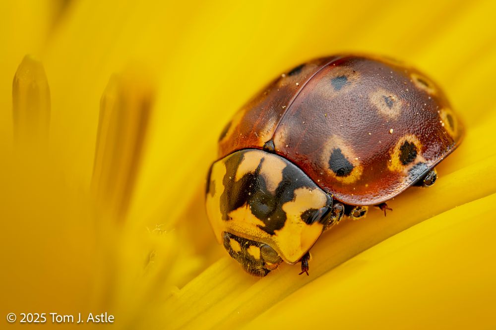 A closeup photo of a ladybug/lady beetle/ladybird beetle in a yellow flower. The beetle has dark brick-red elytra with black spots, and each spot has a pale yellow-white ring around it.