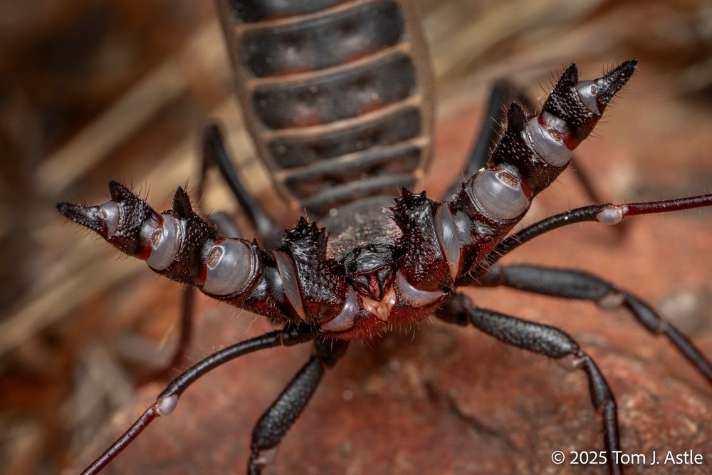 A closeup of a vinegaroon on a rock, doing a threat display toward the lens, with its thick pedipalps/claws held wide. The display kind of looks like it's offering a hug, although that's not the intent. Vinegaroons are non-venomous arachnids. It's dark brown, with pale joints in the palps, and has a flattened, segmented abdomen out of focus in the background.