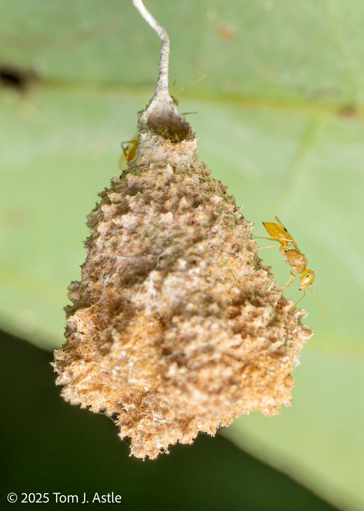 A macro photo of a tiny pale orange wasp with light green eyes, clinging to the right side of a rough-textured orange-brown nest, against a green leaf, out of focus in the background. The vase-shaped nest is wider at the bottom and has a small entrance hole at the top, and hangs from a thin, white silk stem-like line.