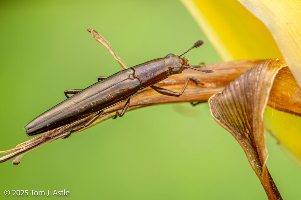 A macro photo of beetle on a brown section of a flower, against an out of focus pale green background. A bit of yellow from the flower is in the upper right corner. The beetle is quite long and thin, and metallic bronze colored.