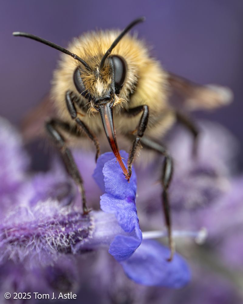 A macro photo, vertical orientation, of a fuzzy yellow and black bumblebee on a purple-blue flower, against an out of focus purple floral background. We are looking into the face of the bee, who has his long tongue extended. A closer look reveals he is not drinking from the flower, but using the claws of his left front leg to groom the end of his tongue (called a glossa).