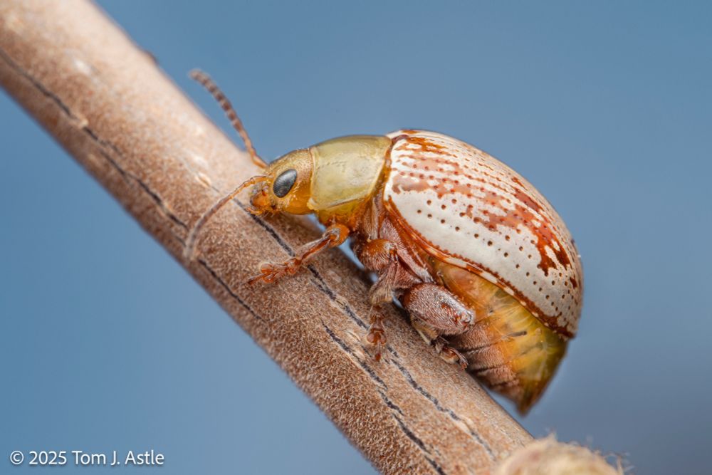 A macro picture of a chunky beetle on a brown twig, against a blue sky background. The twig is at an angle, higher on the left. The beetle has an orange head and legs, yellow thorax, and white elytra (hard, beetle-y wing covers) mottled with bright orange blotches.