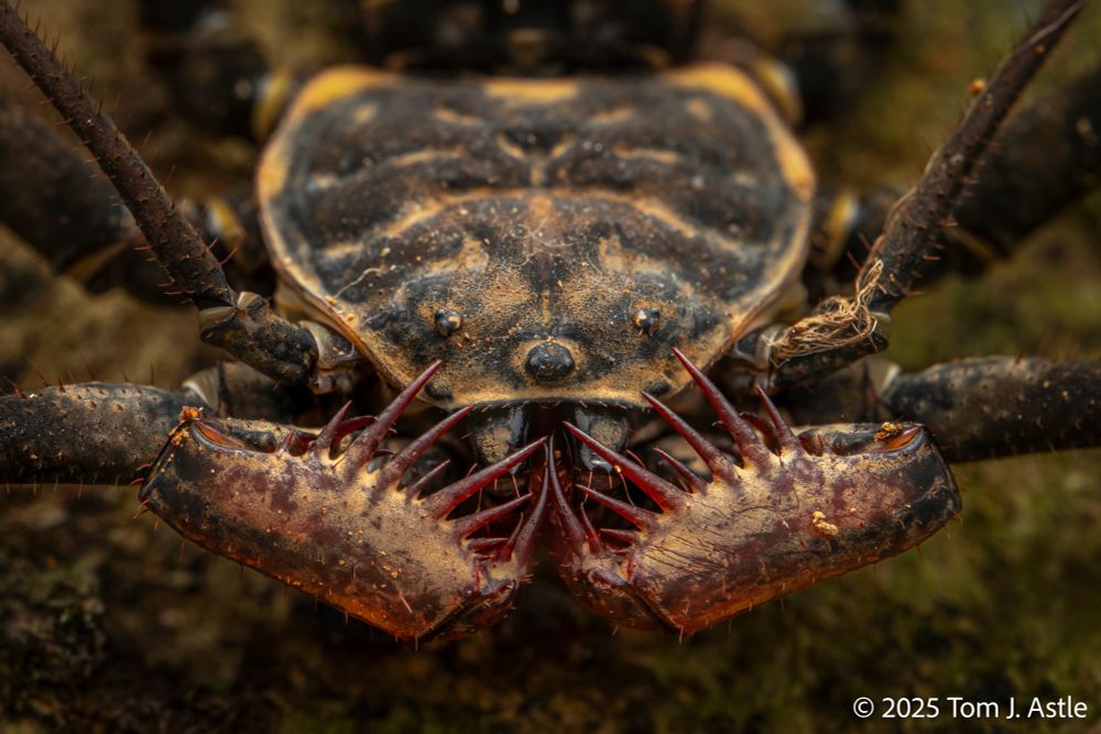 A macro photo looking into the face of an Ambylpygid, a type of arachnid sometimes called a tailless whip scorpion or whip spider. They're not spiders or scorpions, but are in their own order, Amblypyi. The photo shows the heavily spined, mantis-like palps, used for grabbing prey, and the flat, roundish cephalothorax behind them. The overall color is brown, with some dull orange bordering on the head; the spikes on the palps are a muted reddish color. The background is an out of focus mossy log.