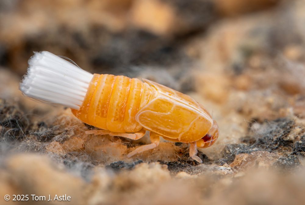 A macro photo of a bright orange planthopper nymph on a rock.The nymph has a thick tuft of squared-off, white waxy fibers protruding from its abdomen, making the tiny insect look remarkably like a living shaving brush.
