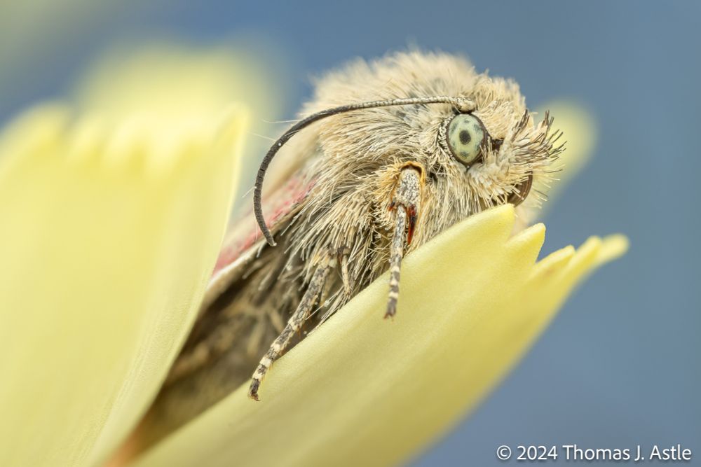 A macro photo of a fluffy moth perched on the petals of a yellow flower, against a blue sky. The moth is pale yellow-grey, with a hint of pink visible on part of a wing, and has a pale green, spotted eye.
