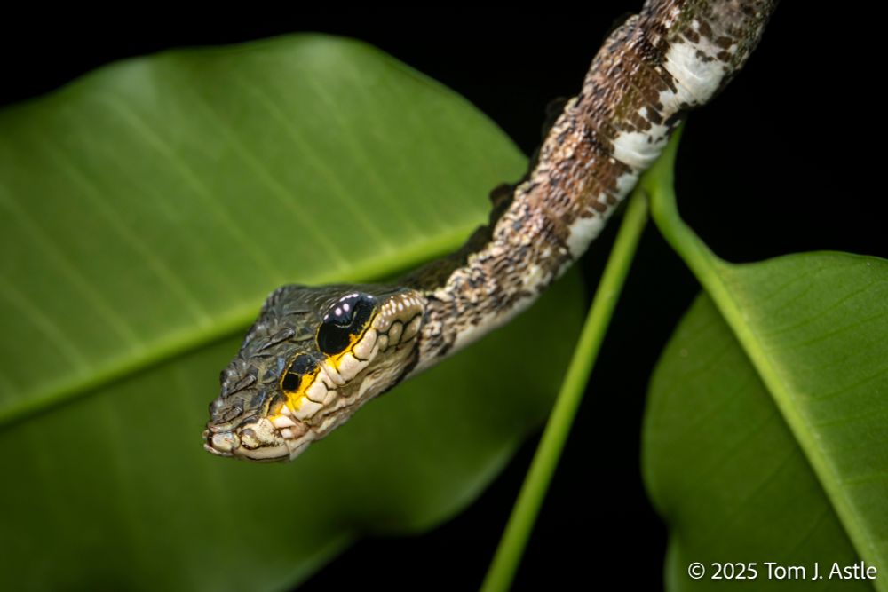 A photo of what looks a lot like a mottled brownish, olive green, and white snake hanging out in the vegetation, with leaves in the background. But a closer look reveals that it's actually a caterpillar with markings that mimic a snake's face and eyes. The caterpillar has twisted its body so that its head is upside down, revealing false eyes on the underside. It has even flared its thorax to create the illusion of a snake's triangular, tapered head.