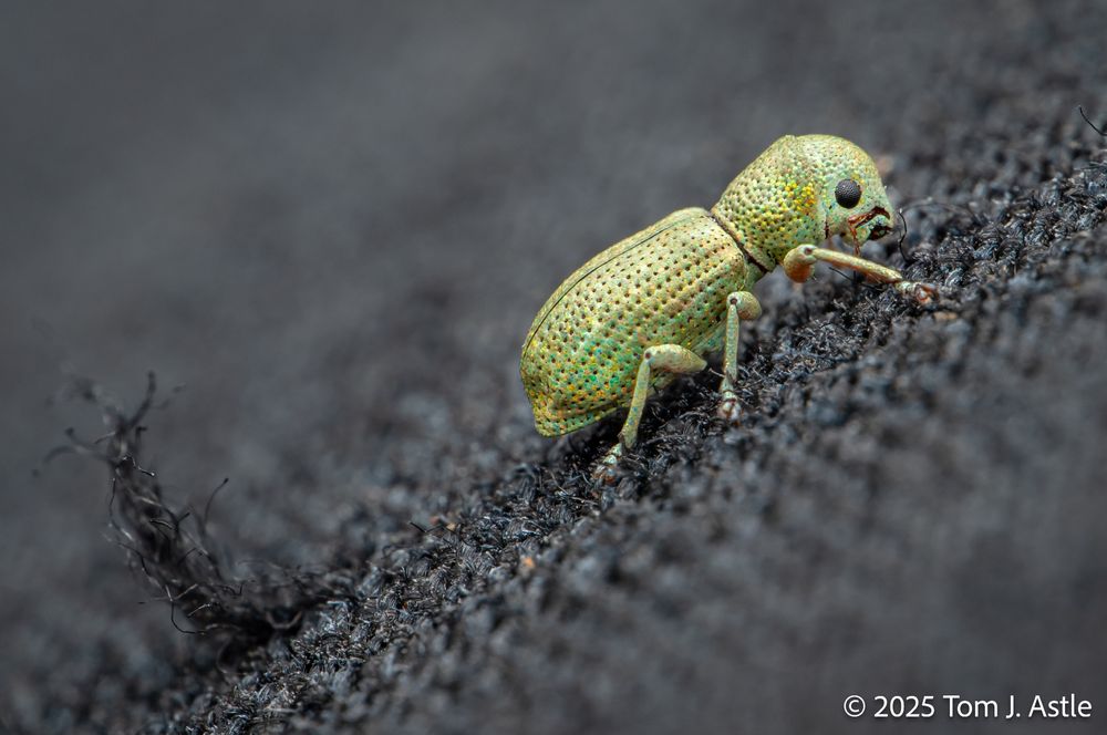 A macro photo of a tiny, metallic lime green weevil, sitting on dark gray fabric. The weevil is upper right and facing up and right; in the lower left is a small snag in the fabric (of the knee of a friend's pants).