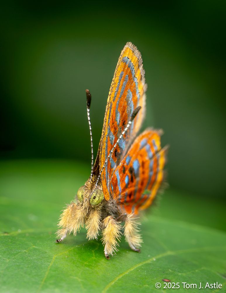 A macro photo, front three-quarter view, of a little butterfly perched on a green leaf. The butterfly has pale green eyes with black speckles, legs covered in thick yellow fuzzy hair, and orange wings sprinkled with metallic light blue patches. It is very cute.