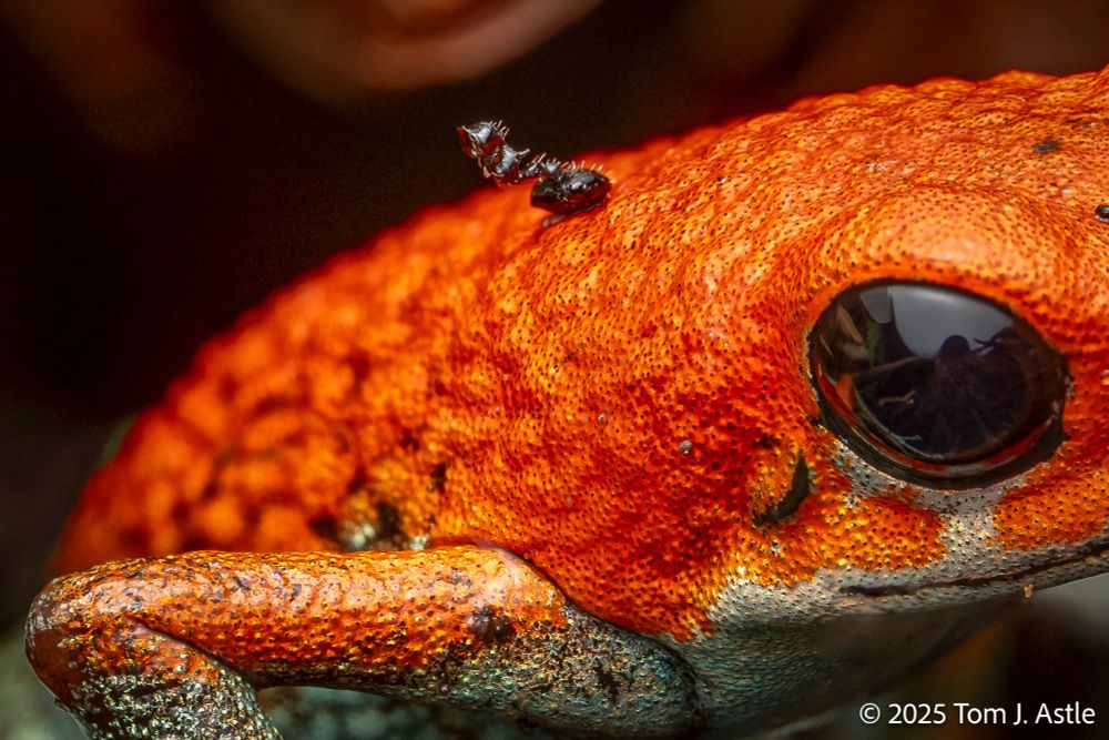 A crop of the previous photo, a front three-quarter view of a colorful poison frog in the dark leaf litter. Most of the frog isn't visible in this crop, just the eye, back, and upper part of one foreleg. The frog is overall flame-orange with nearly black eyes. There is something on its back that may be the front half of an ant that at some point bit the frog and since lost its abdomen.