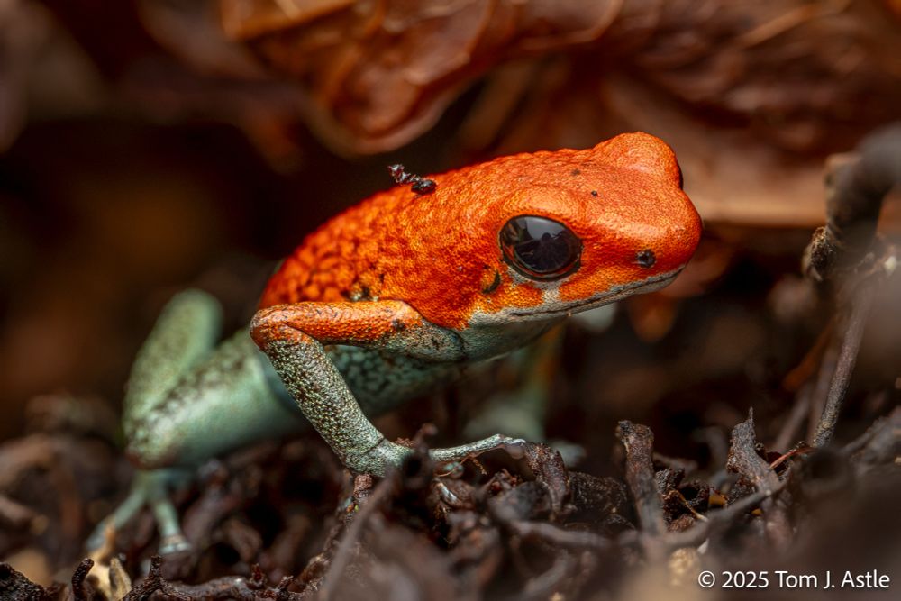 A closeup photo, front three-quarter view, of a colorful poison frog in the dark leaf litter. The light teal green legs with dark speckles, a flame-orange body and head, and nearly black eyes. There is something on its back that may be the front half of an ant that at some point bit the frog and since lost its abdomen.
