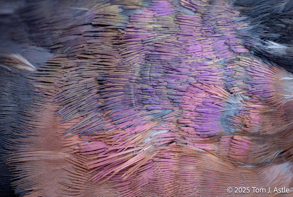 A macro photo showing details of a small patch of colorful feathers. The feathers are in a rainbow of hues - purple, pink, orange, blue, and green.