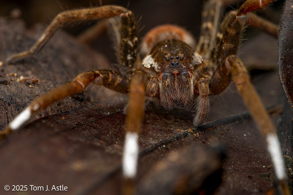 A closeup photo, ground level, looking into the face of a spider atop a dark brown, decaying leaf. The spider is overall mottled brown, with a wide white band on one segment of each of the first two pairs of legs. It also has a white side border to the cephalothorax, and although the abdomen is out of focus, it's obviously more of an orange color than the rest of the body.  
